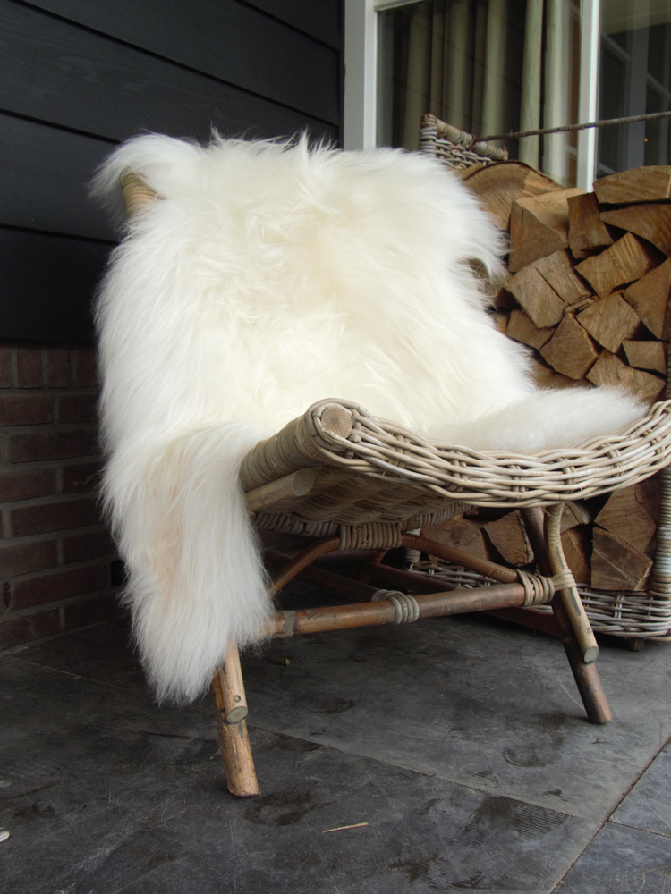 Islanninlampaantalja, valkoinen